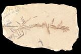 Metasequoia (Dawn Redwood) Fossils - Montana #85793-1